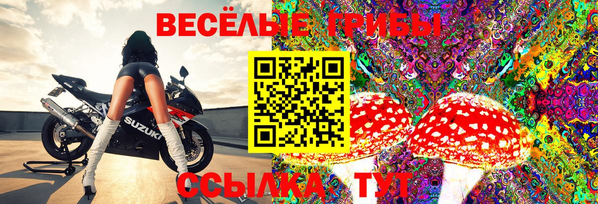 Псилоцибиновые грибы Cubensis  Вход с VPN  Губаха 