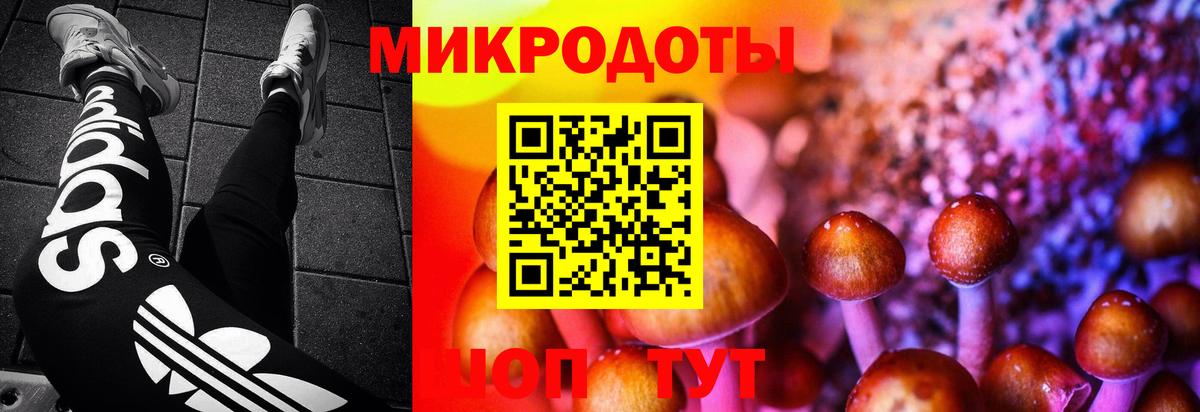 Галлюциногенные грибы Psilocybe Губаха